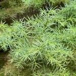 Cryptomeria japonica পাতা