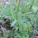 Anemone hortensis List