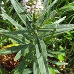 Lysimachia ephemerum Feuille