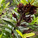 Metrosideros operculata Fruto