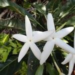 Atractocarpus baladicus Flower