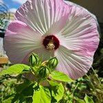 Hibiscus moscheutosFloare