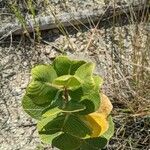 Asclepias latifolia ᱥᱟᱠᱟᱢ