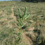 Linum strictum Cortiza