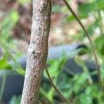 Viburnum macrocephalum Bark