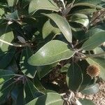 Pachystegia insignis Folha