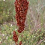 Rumex cristatus موطن