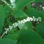 Clethra acuminata Fruto