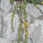 Acacia paradoxa Лист