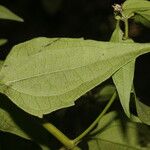 Chromolaena odorata Blatt