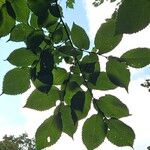 Ulmus glabra Leaf