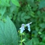 Stachys tenuifolia