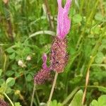 Lavandula pedunculata Blüte