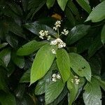 Nectandra villosa Іншае