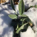 Stachys byzantina Leaf