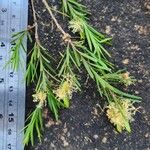 Melaleuca nodosa Leaf