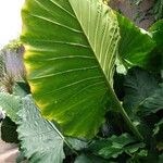 Alocasia macrorrhizosLeaf