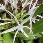 Crinum asiaticum Flower