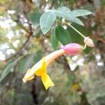 Dolichandra cynanchoides Flower