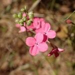 Kohautia grandiflora Квітка