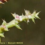 Salsola australis Fruchs