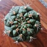 Gymnocalycium pflanzii 葉