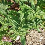 Teucrium chamaedrys Folha