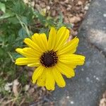 Encelia californica फूल