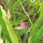 Lathyrus nissolia 花