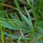 Lathyrus filiformis Folha