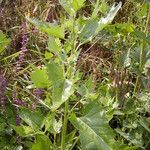 Atriplex sagittata Folio