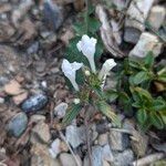 Galeopsis segetum Flower