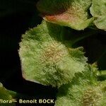 Rumex aquitanicus Mbuma