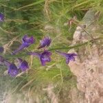 Delphinium fissum Blüte