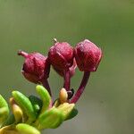 Kalmia procumbens 果