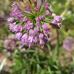 Allium lusitanicumFlor