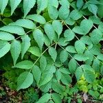 Aralia elata List