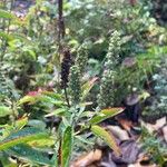 Veronica longifolia 果實