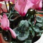 Cyclamen repandum Folha