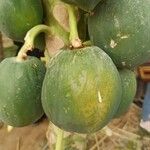 Carica papaya Плод