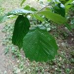 Corylus cornutaLeaf