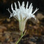 Chaenactis carphoclinia Flower