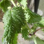 Urtica pilulifera Blatt