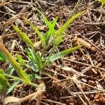 Panicum atrosanguineum Foglia