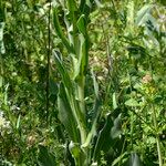 Cynoglossum creticum Habit