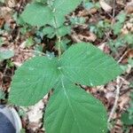 Rubus adscitus Blad