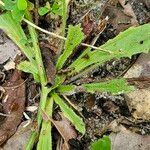 Plantago virginica Blatt