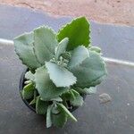 Kalanchoe millotii Φύλλο