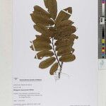 Diospyros mweroensis Other