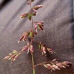 Poa alpina Flower
